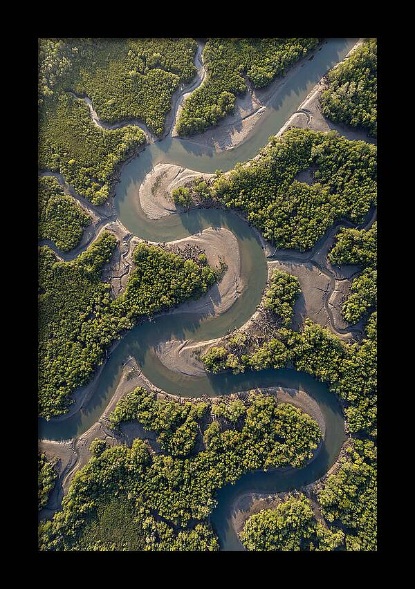 Topdown View Of Mangrove Channels
