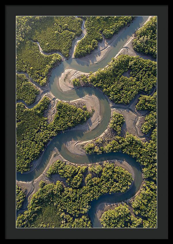 Topdown View Of Mangrove Channels
