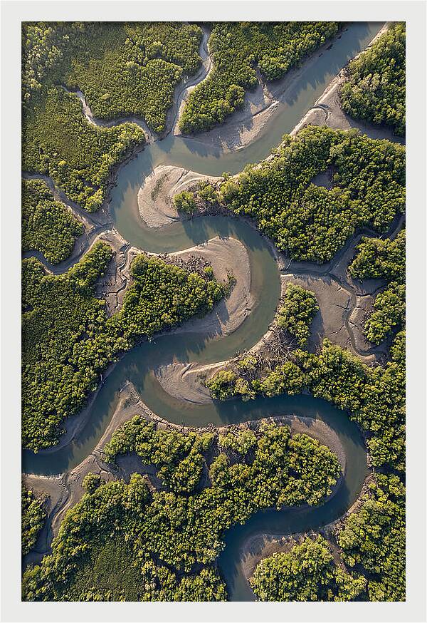 Topdown View Of Mangrove Channels