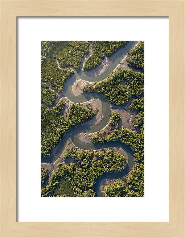 Topdown View Of Mangrove Channels
