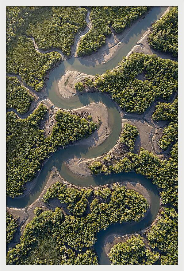 Topdown View Of Mangrove Channels