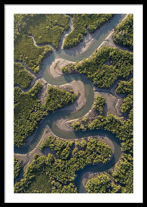 Topdown View Of Mangrove Channels