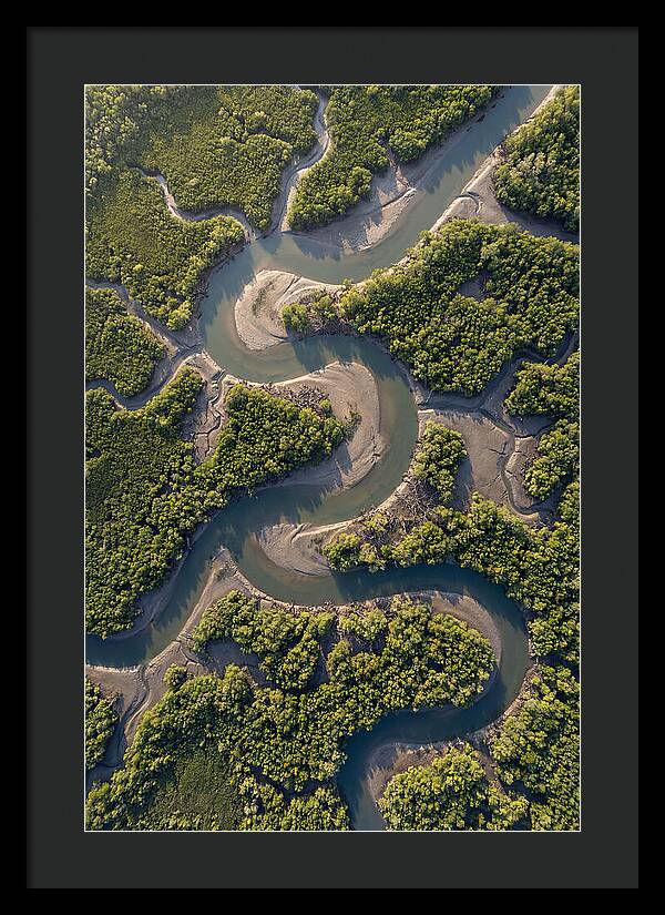 Topdown View Of Mangrove Channels