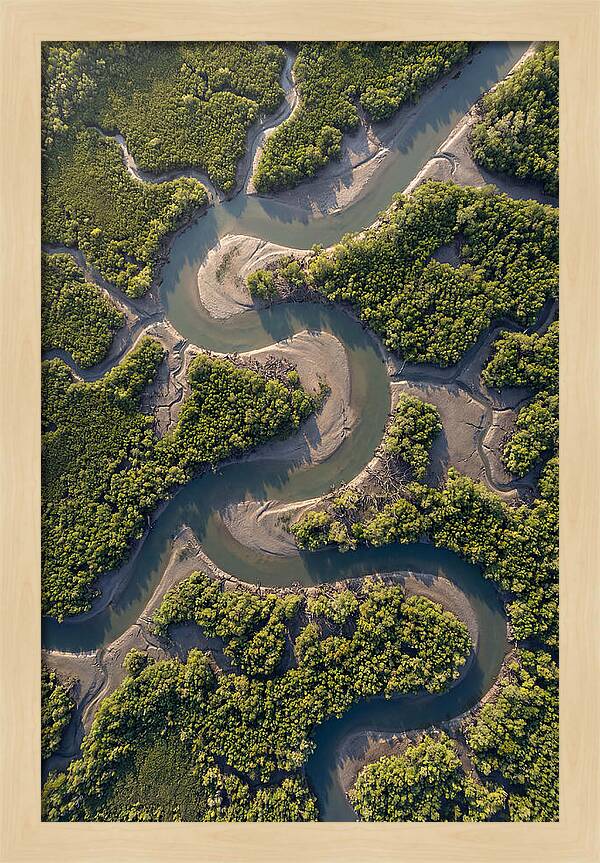 Topdown View Of Mangrove Channels