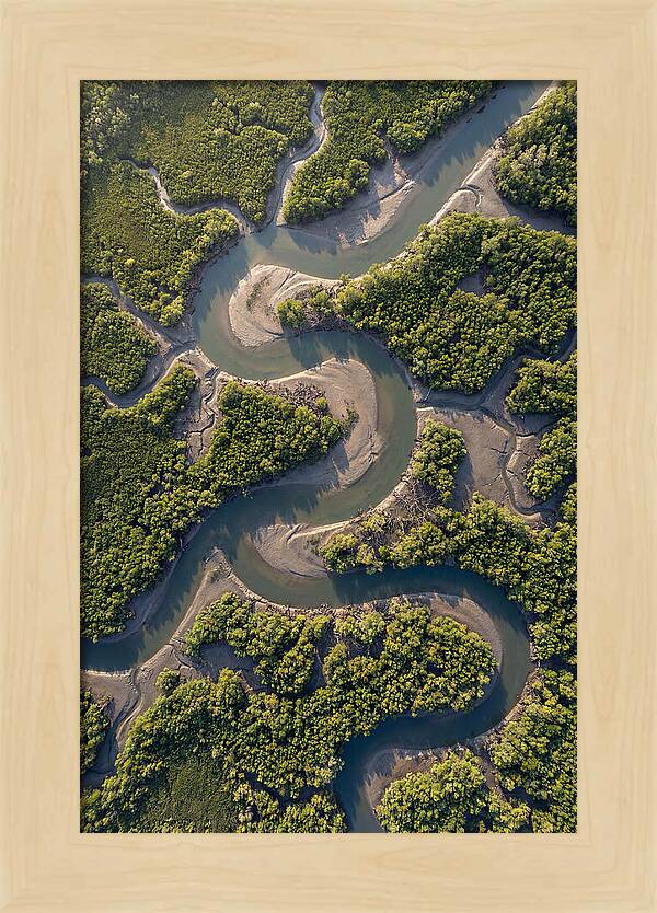 Topdown View Of Mangrove Channels