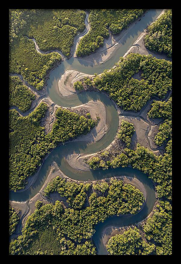 Topdown View Of Mangrove Channels