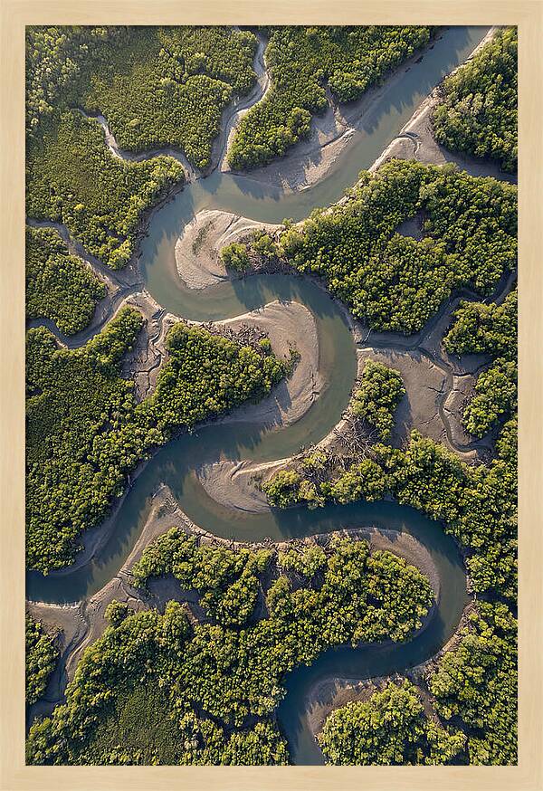 Topdown View Of Mangrove Channels