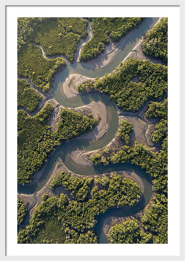 Topdown View Of Mangrove Channels