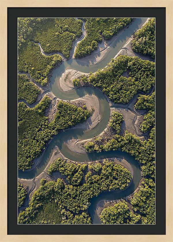 Topdown View Of Mangrove Channels