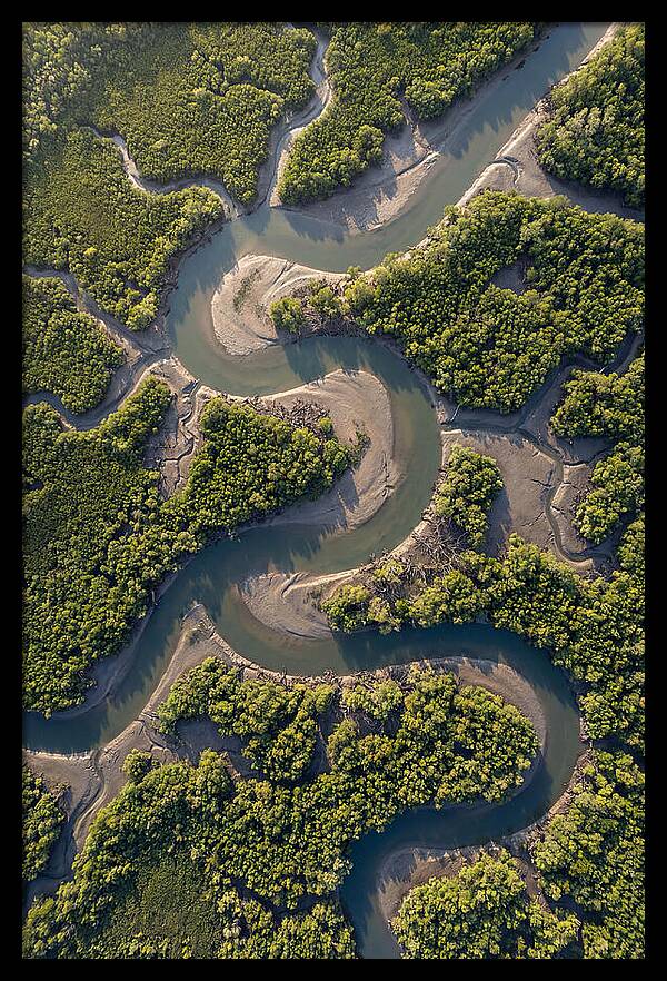 Topdown View Of Mangrove Channels