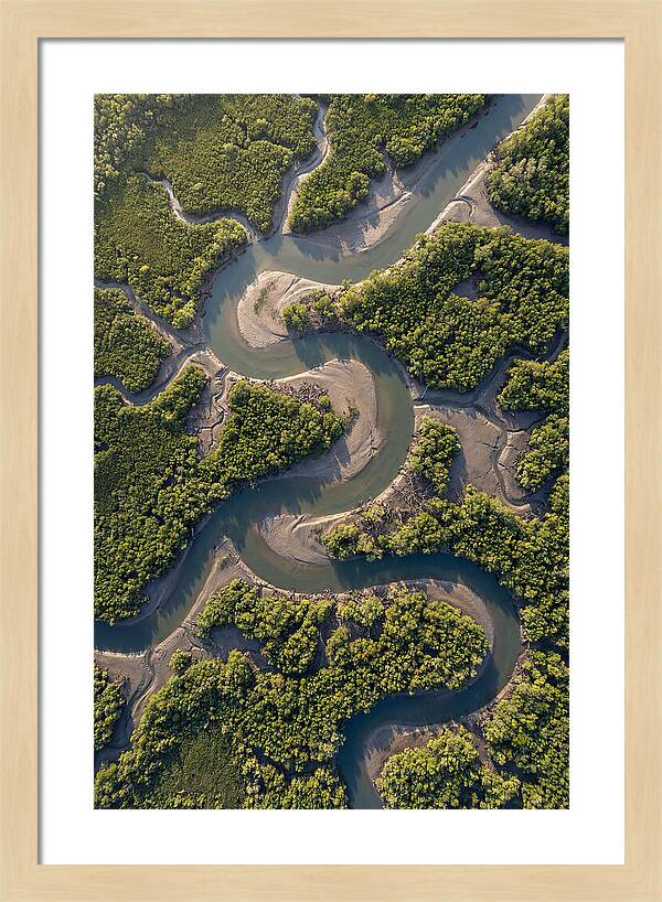 Topdown View Of Mangrove Channels