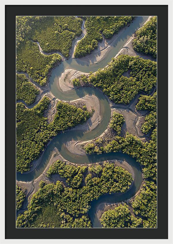 Topdown View Of Mangrove Channels
