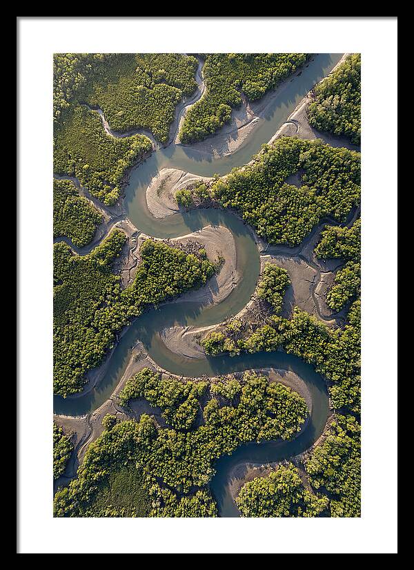Topdown View Of Mangrove Channels