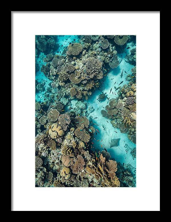 Topdown View Of Vibrant Coral Reef