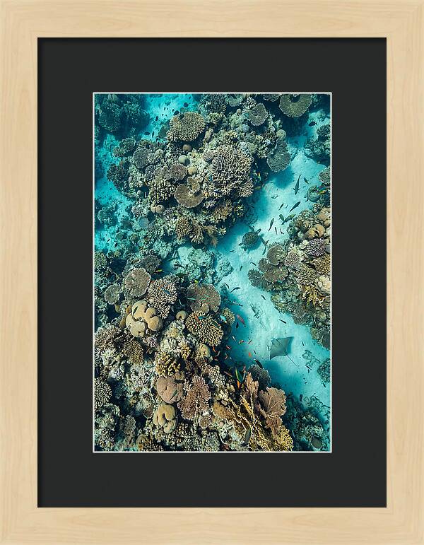 Topdown View Of Vibrant Coral Reef