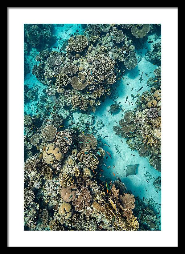 Topdown View Of Vibrant Coral Reef