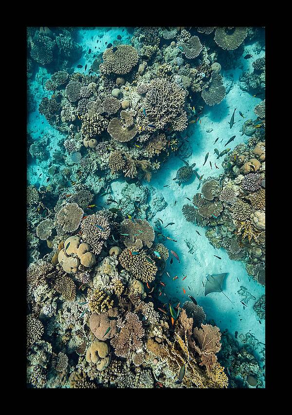 Topdown View Of Vibrant Coral Reef