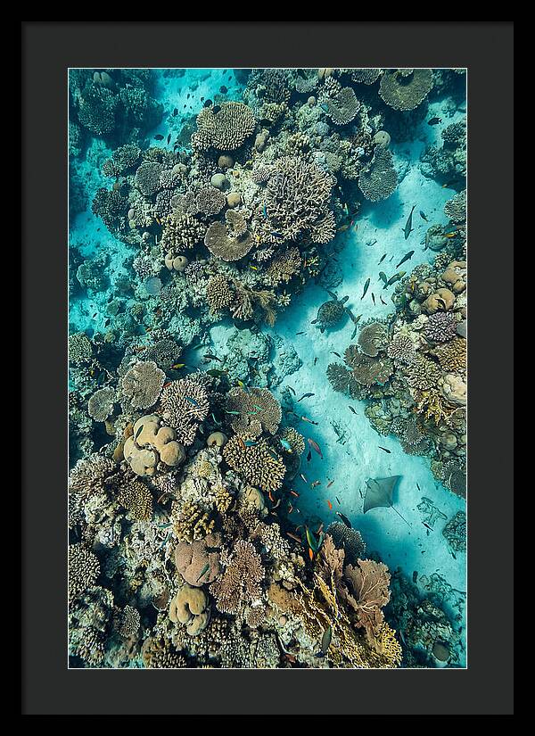 Topdown View Of Vibrant Coral Reef
