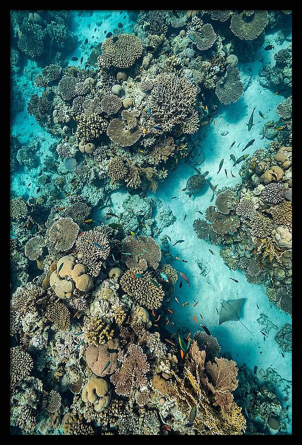 Topdown View Of Vibrant Coral Reef