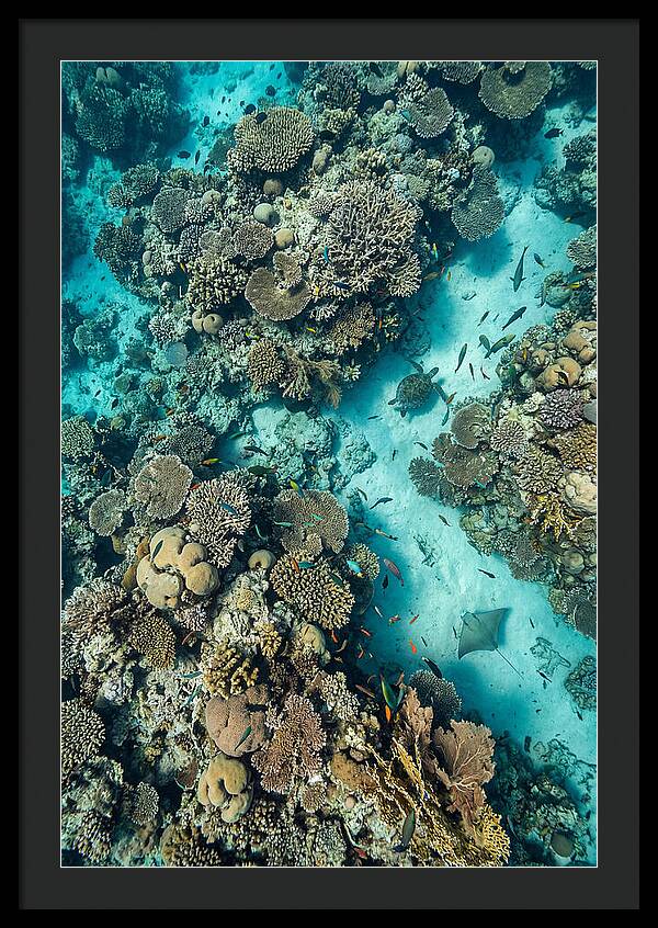 Topdown View Of Vibrant Coral Reef