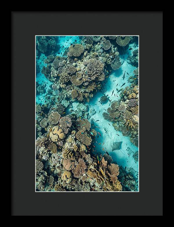 Topdown View Of Vibrant Coral Reef