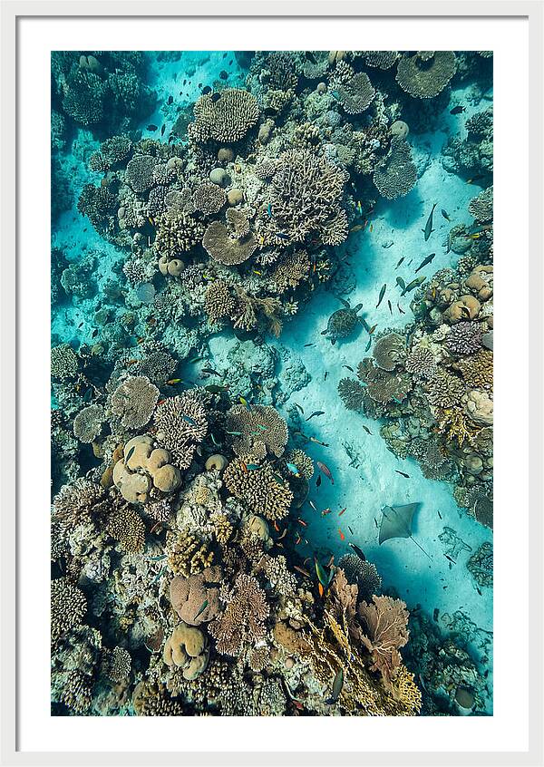 Topdown View Of Vibrant Coral Reef