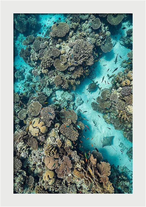 Topdown View Of Vibrant Coral Reef