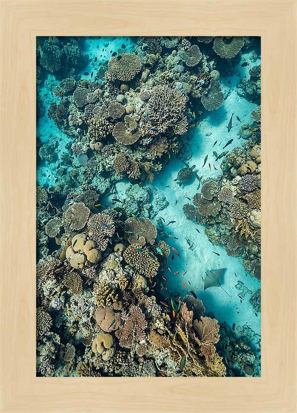 Topdown View Of Vibrant Coral Reef