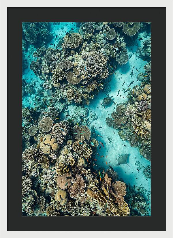 Topdown View Of Vibrant Coral Reef