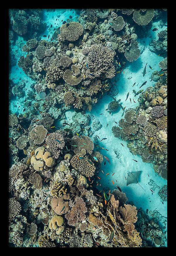 Topdown View Of Vibrant Coral Reef
