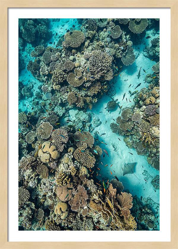 Topdown View Of Vibrant Coral Reef