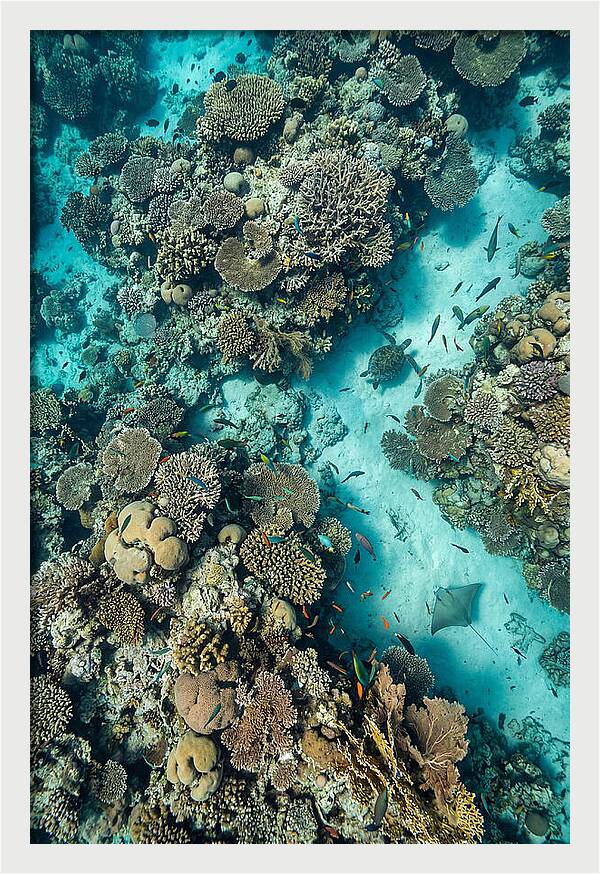 Topdown View Of Vibrant Coral Reef