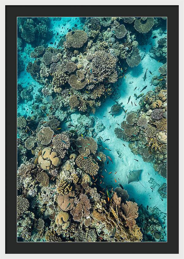 Topdown View Of Vibrant Coral Reef