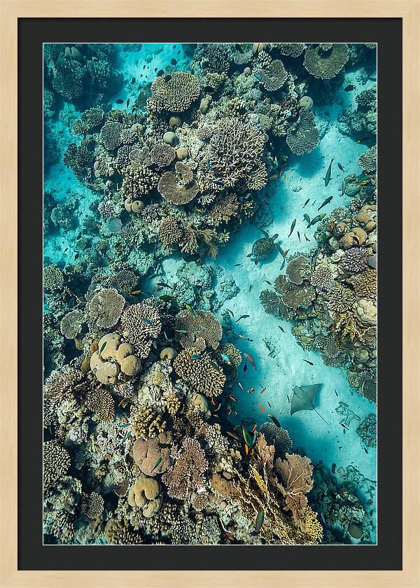 Topdown View Of Vibrant Coral Reef