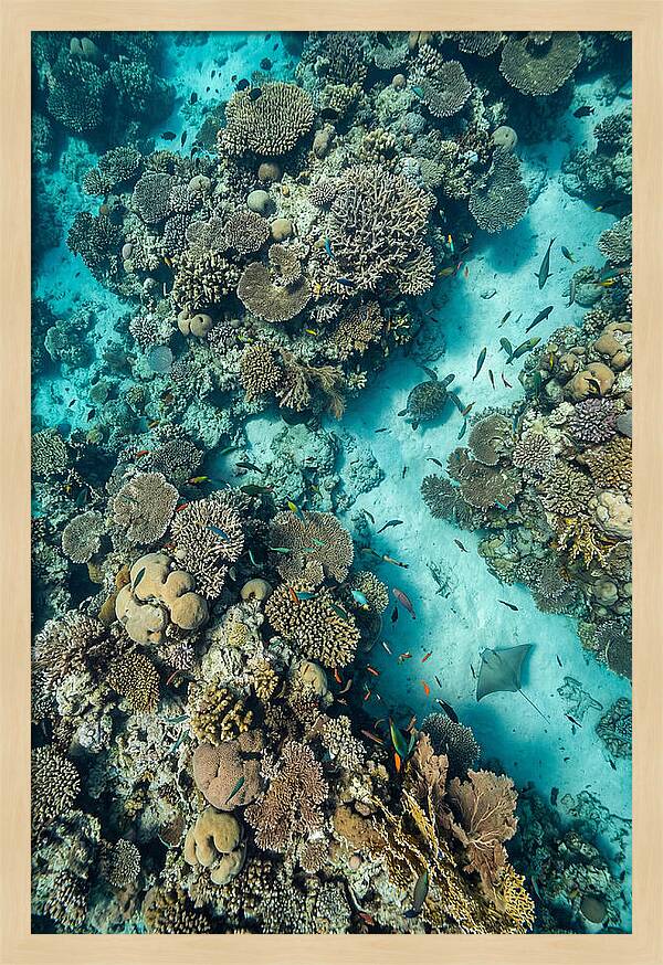 Topdown View Of Vibrant Coral Reef