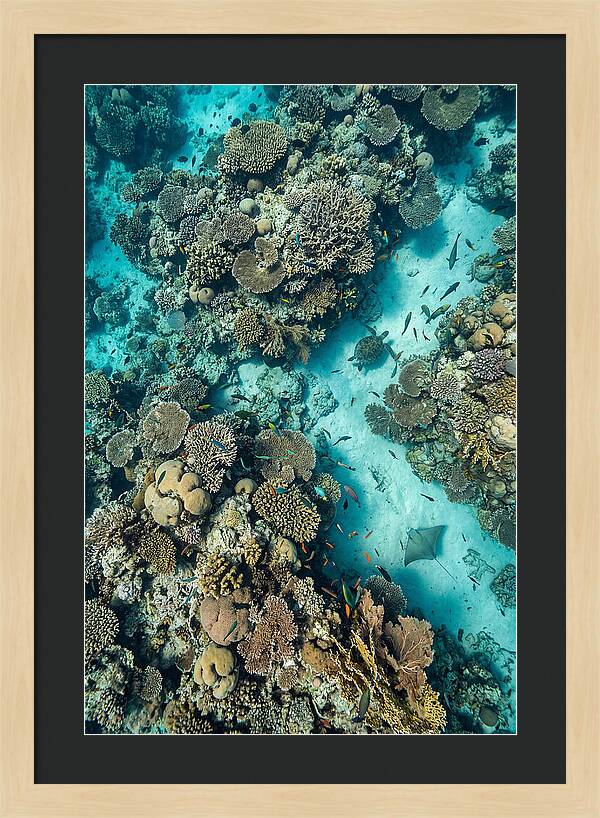 Topdown View Of Vibrant Coral Reef