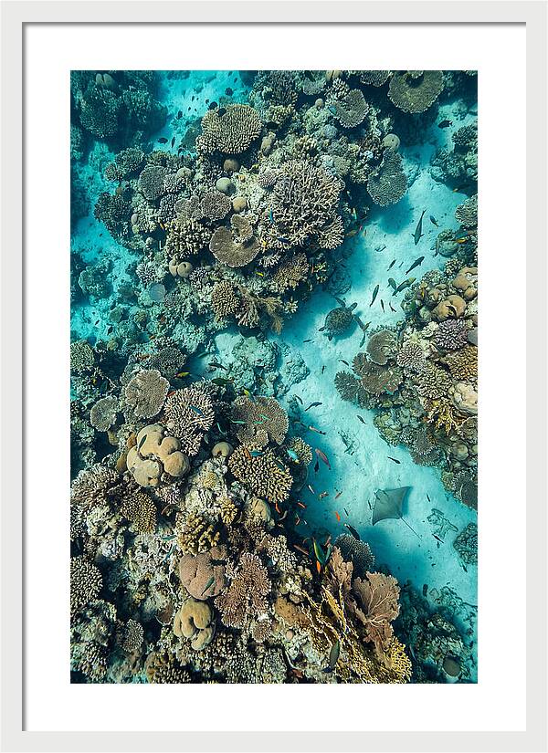 Topdown View Of Vibrant Coral Reef
