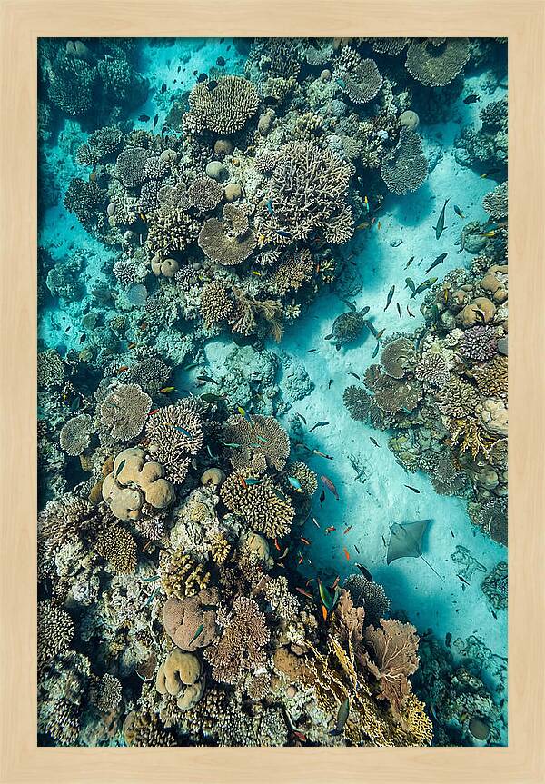 Topdown View Of Vibrant Coral Reef