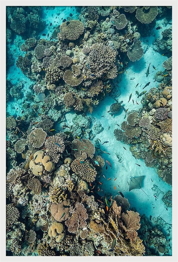 Topdown View Of Vibrant Coral Reef