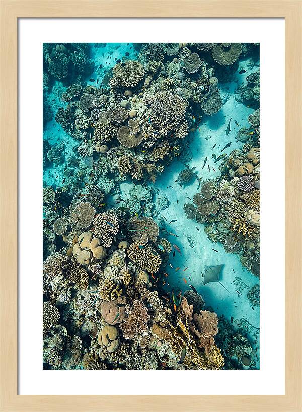 Topdown View Of Vibrant Coral Reef