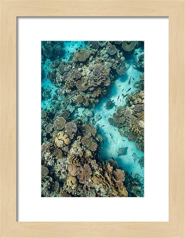 Topdown View Of Vibrant Coral Reef