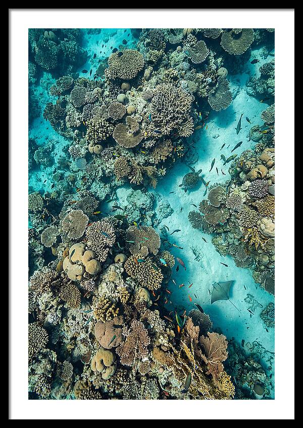 Topdown View Of Vibrant Coral Reef