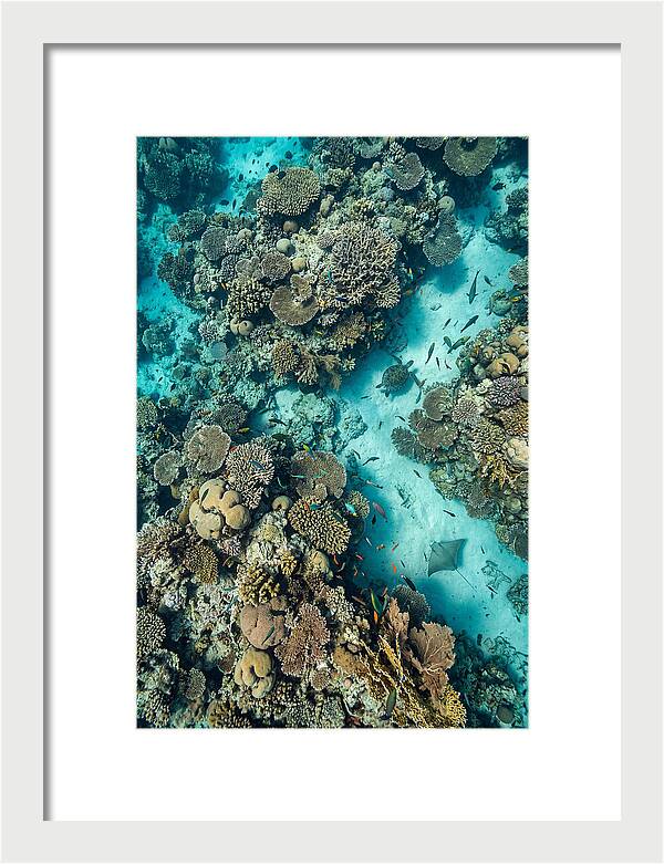 Topdown View Of Vibrant Coral Reef