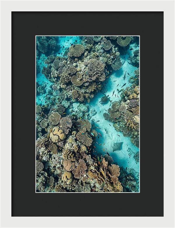 Topdown View Of Vibrant Coral Reef