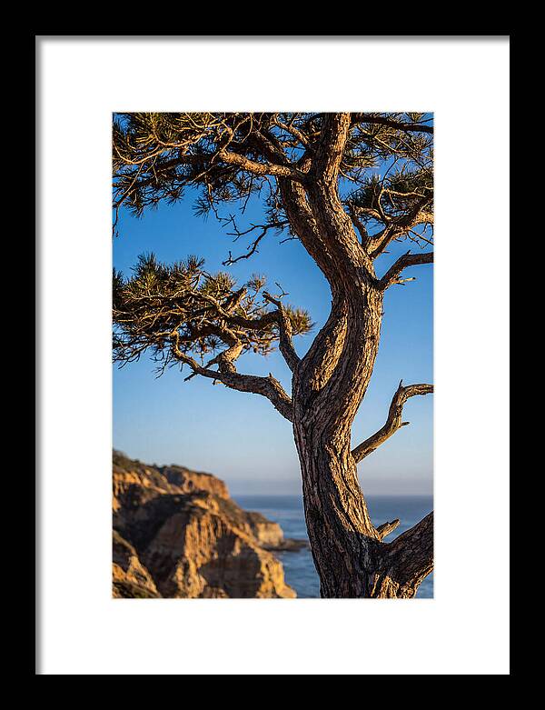 Torrey Pines Tree At Sunset
