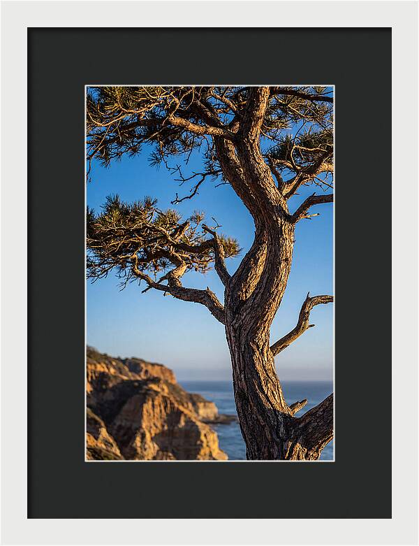 Torrey Pines Tree At Sunset