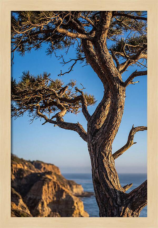 Torrey Pines Tree At Sunset