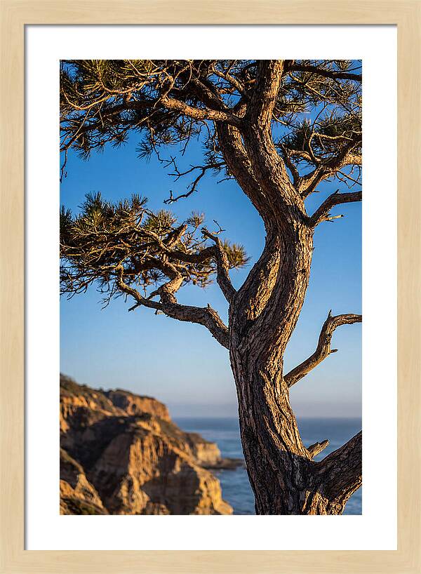 Torrey Pines Tree At Sunset