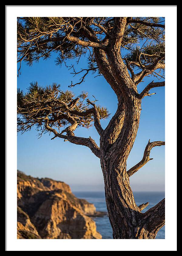 Torrey Pines Tree At Sunset
