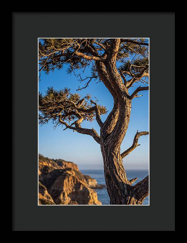Torrey Pines Tree At Sunset
